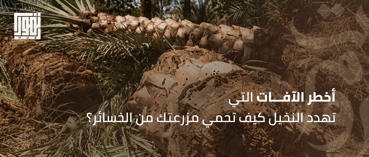 أخطر الآفات التي تهدد النخيل وطرق مكافحتها الحديثة.. كيف تحمي مزرعتك من الخسائر؟