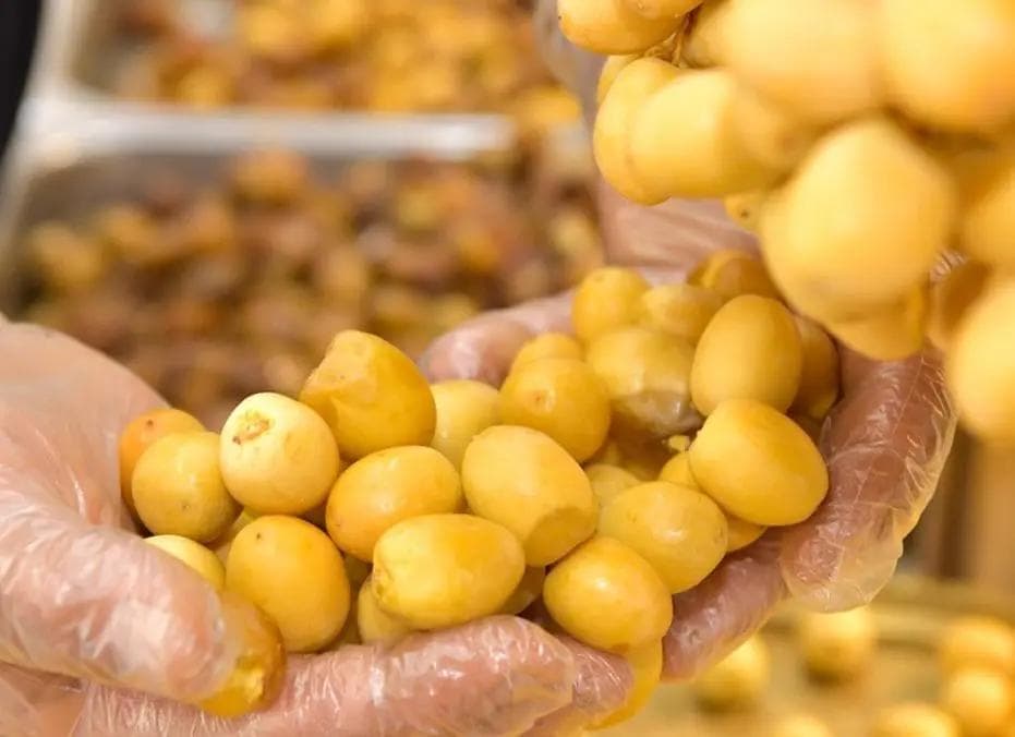 تمر البرحي العراقي والسعودي – الطعم العسلي والفوائد الصحية المثالية