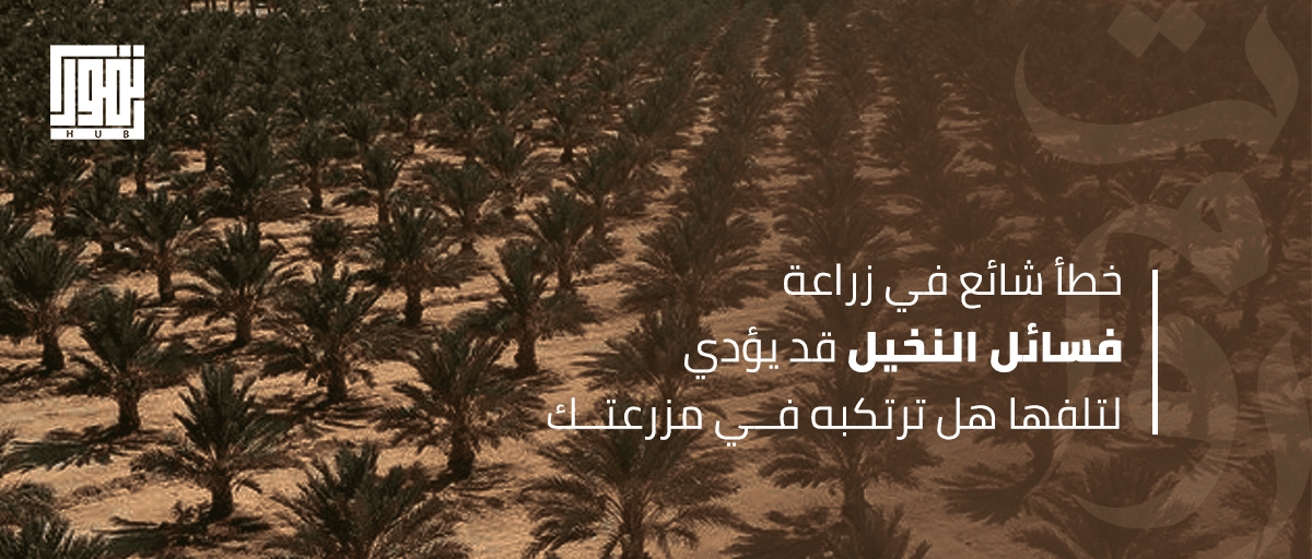 خطأ شائع في زراعة فسائل النخيل قد يؤدي لتلفها.. هل ترتكبه في مزرعتك؟