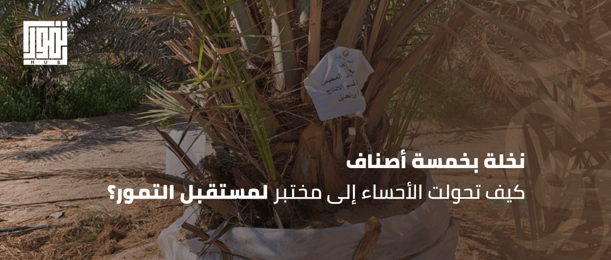 نخلة بخمسة أصناف.. كيف تحولت الأحساء إلى مختبر لمستقبل التمور؟