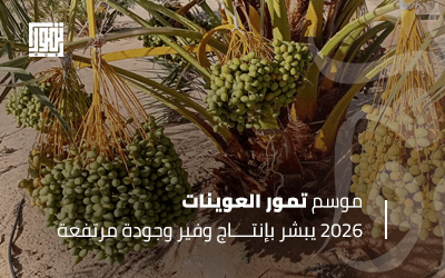 مدير معمل بحوث النخيل: موسم تمور العوينات 2026 يبشر بإنتاج وفير وجودة مرتفعة