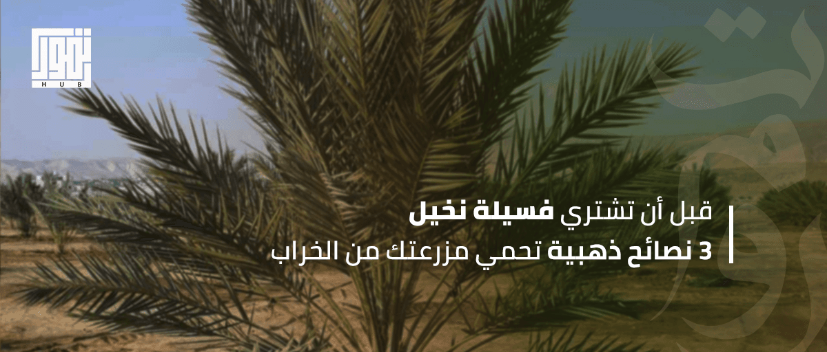 قبل أن تشتري فسيلة نخيل.. 3 نصائح ذهبية تحمي مزرعتك من الخراب