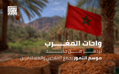 واحات المغرب تزدهر من جديد: موسم التمور يجمع الفلاحين والمستثمرين